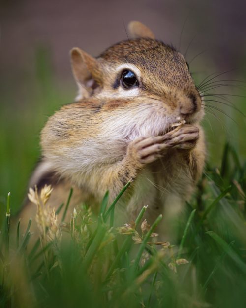 Devinettes de Zoologie